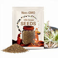 Very Rare - Altamaha White Corn - Heirloom Seeds