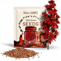 Red Japanese Maple Tree Seeds - 50 seeds (collected Oct 2024)