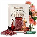 Red White Awe Shucks Dahlia Flower Seeds - Perennial - Authentic Seeds - Fast Growing - Easy To Grow - Planting In Spring - Shrub   #D007