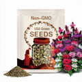 Bee Balm Mix, including red! Panorama, Monarda Didyma MO0325